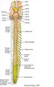 Spinal Cord Spinal Spinal Nerve