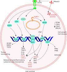 We did not find results for: Human Rnase3 Immune Modulation By Catalytic Dependent And Independent Modes In A Macrophage Cell Line Infection Model Springerlink
