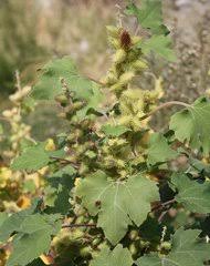Image result for Ageratinastrum palustre