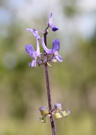 Image result for Platostoma