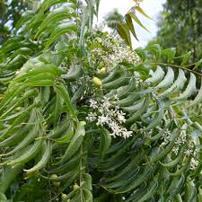 Image result for Azadirachta indica