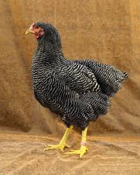 It was first seen in massachusetts in the nineteenth century, and for much of the early twentieth century was the most popular chicken breed in the united states. The Livestock Conservancy