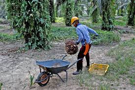Today's palm oil prices with latest palm oil charts, news and palm oil futures quotes. Palm Oil Prices May Hit Nine Year High In Turbulent 2021 Business The Jakarta Post