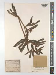 Image result for Cyphostemma crotalarioides