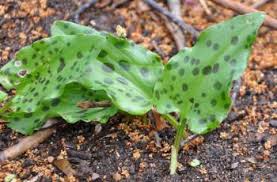 Image result for Lobelia petiolata