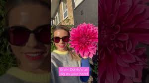 Growing Dahlia's as big as my head. This variety is called “Emory Paul”  what a whopper!