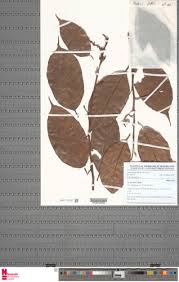 Image result for Coula edulis