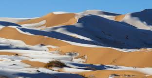 Flight of the snow goose. Watch Camels Look Confused As Snow Storm Hits Northern Parts Of Saudi Arabia