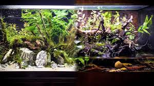 Perbedaan Aquascape Vivarium Terrarium Dan Riparium Ikanesia Id