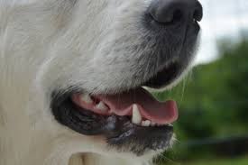 To help control external bleeding, place a compress of clean cloth or gauze directly over your dog or cat's wound. Dental Disease In Dogs Teeth Problems Gum Disease Gingivitis