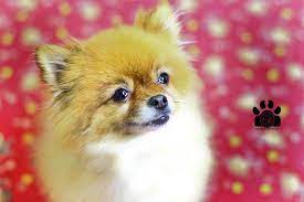 Pomeranian Pomeranian Creatures Adorable