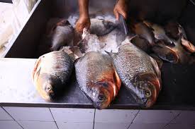 Todos os casos foram associados à ingestão da espécie ictiobus sp.(8) em 2001, foram relatados mais casos nos estados Em Seis Meses Bahia Registra 40 Casos De Doenca Causada Por Consumo De Peixe Contaminado Cidadeverde Com