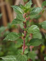 Image result for Parietaria