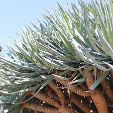 Image result for Pachycarpus firmus