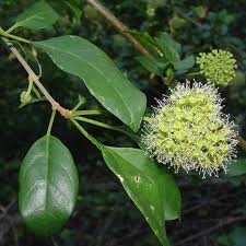 Image result for Pisonia aculeata