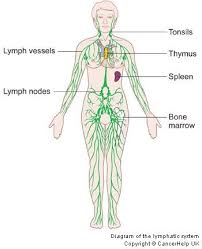 Springtime Self Care Tips For A Happy Gallbladder Meridian Lymphatic System Lymph Massage Lymphatic Drainage Massage