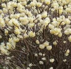 Questa pianta, originaria delle regioni mediterranee, è alta tra i 30 e i 60 cm, ha foglie color cenere e produce piccoli fiori delle tonalità del viola che questa pianta è conosciuta anche con il nome di fiore di luna perché sboccia di notte e i suoi fiori, bianchi o rosa e gradevolmente profumati, hanno. Fiori Invernali Speciali Fiori Invernali Specie