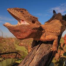 Image result for Pogonarthria