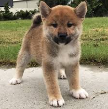 Thank you so much for bringing this joy into my life Shiba Inu Puppies 100 Dollars For Sale United States 1