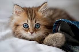 Download wallpaper kucing terbaru gratis koleksi foto kucing yang lucu lucu gambar anak kucing comel sekali. 11 Lucu Kucing Imut Ideas Kittens Cutest Cute Cats Kittens