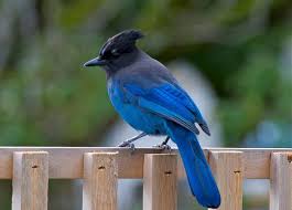 Stellar Jay The Official Bird Of British Columbia Colorful Birds Beautiful Birds Pretty Birds