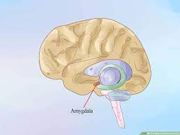 3 Ways To Make A Brain Out Of Clay - Wikihow
