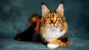As it turns out, a lot of your pet's. 22 Maine Coon Cat Wallpapers Wallpaperboat