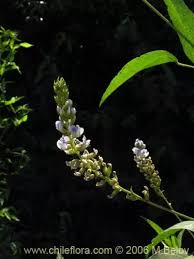 Image result for Psoralea glabra