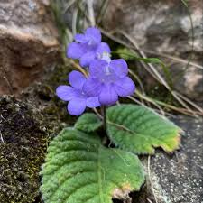 Image result for Disa saxicola