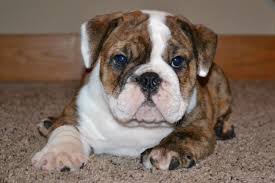 Active and loyal, bulladors inherited some of the. English Bulldog Mix Puppies Picture Ohio Dog Breeders Guide
