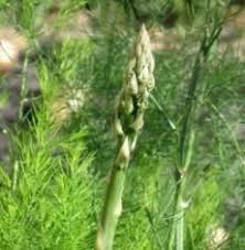 Up to 50% discount on all asparagus plants! Pin On Garden