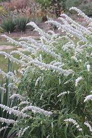 Mexican bush sage read more; Salvia Leucantha White Mischief White Mischief Mexican Bush Sage For Sale 13 60 Plant Delights Nursery