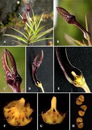 Image result for Ceropegia filipendula