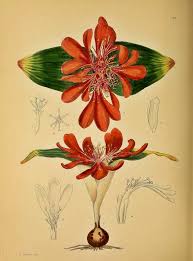 Image result for Daubenya