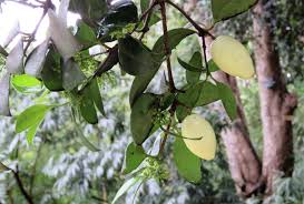 Image result for Elaeodendron croceum