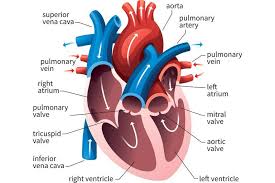 Short Notes On Biology Human Heart It has four chambers which contract in a specific order, allowing the human heart to pump blood from the body to the lungs and back again with high efficiency. short notes on biology human heart