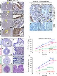 On how their applications working when running on android devices. Endometrial Receptivity And Implantation Require Uterine Bmp Signaling Through An Acvr2a Smad1 Smad5 Axis Nature Communications
