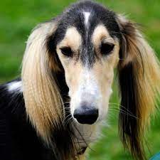 Saluki Puppies For Sale Saluki Puppy Saluki Dogs Saluki