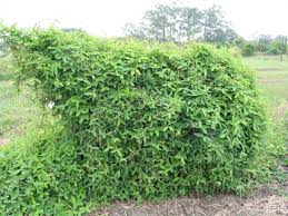 Image result for Teramnus repens