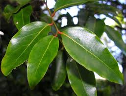 Image result for Olacaceae