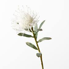 Image result for Protea micans