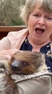 SLOTHS! Located in North Georgia, NOGAWILD offers many animal experiences  such as the Sloth Experience that allow you and your family to get closer  to your favorite animals than you ever have before!, ...