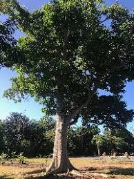 Image result for Euphorbia crebrifolia