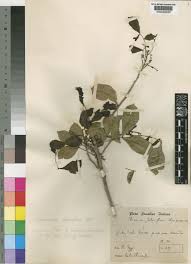 Image result for Lecaniodiscus