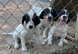 English setter puppies for sale. G9kmntuonwu8km