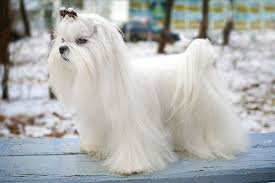 Maltese Dog Breed Information Pictures Characteristics