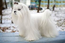 maltese dog breed information pictures characteristics