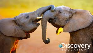 Discovery Education Streaming Plus Wins The Coveted Edtech Cool Tool Award From Edtech Digest Discovery Education