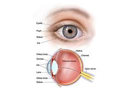 pupil eye assessment chart perrla eyes