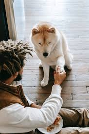 Monitor their eating habits and adjust to them accordingly. How To Care For A 4 Week Old Puppy Tail And Fur
